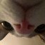 котя