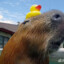 Capybara