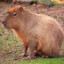 Capybara™