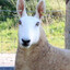 Great Value Bunny Sheep