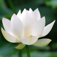 真吃啊（早睡早起版）