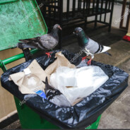 dumpster pigeon