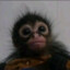 YULO