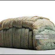 Stale Bread Maggot