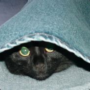Frauchen - steam id 76561197963161685