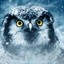 Night_Owl