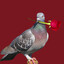 pigeon