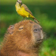 capybara