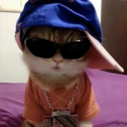 做猫没有不难的