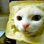 wHiTE cAT iN wHiTe BrEad