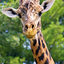 I&#039;m a Giraffe