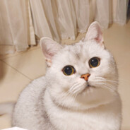 她说你的G7不如我的G8！