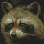 Raccoon Bandit