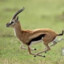 gazelle