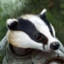 Angry_Badger