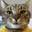 Miaou