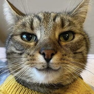 Miaou