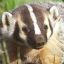 Prophylactic Badger