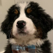 啊我不是故意的