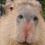 Capybara Papa