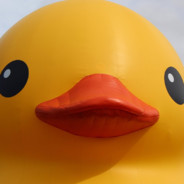 DUCK