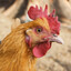 El pollo 2