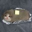 butter cat