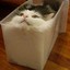 Cubic Cat