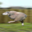 fast sheep