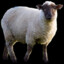 epsheep