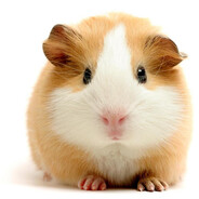 Pig Bjola #2