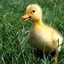 fuzzyduckling