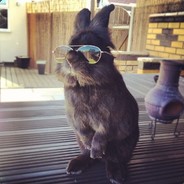 Cool_Rabbit