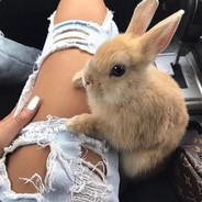 已经菜的赢不了了