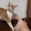 Gatox