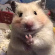 今天吃小马没？