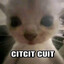 Citcit cuit