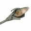 fish.