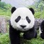 Pandabeertje ヽ(◉◡◔)ﾉ