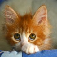 Mister kewl - steam id 76561197971052491