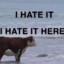 Sad Beach Cow