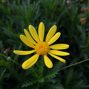 光明顶的肉墩墩