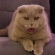 спортмастер - steam id 76561198352554629