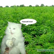 План