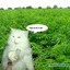 План