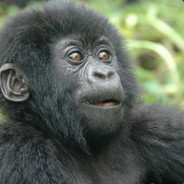 kLakson <3 musical.ly