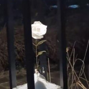 OSEF深海水母罐头。