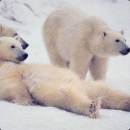 这游戏的辅助是真的恶心人