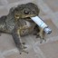 froggy boy