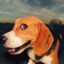 perro beagle anti br